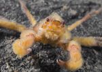 sponge spider crab