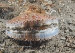 Queen scallop