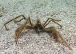 Long-legged spider crab