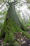 tree trunk 1