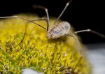 Harvestman - Opiliones sp.