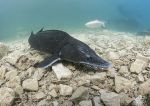 Sturgeon