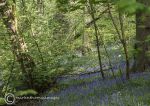 Bluebell wood