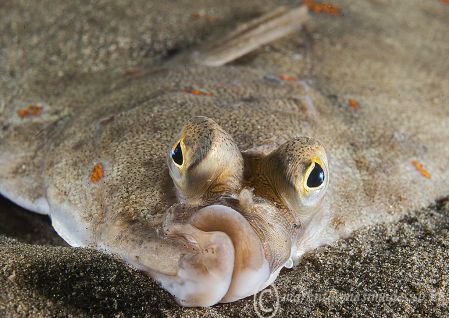 Plaice Face