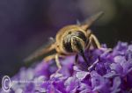 Hover Fly