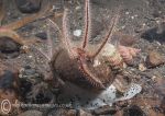 Brittlestar & Whelk