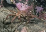 Spider crab/sea toad