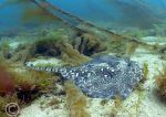 thornback ray