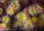 jewel anemones
