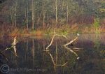 Autumn Reflections