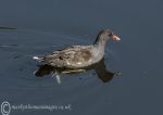 Moorhen