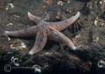 Common starfish