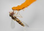 Hoverfly on lily anther 3