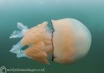 Barrel Jellyfish 4