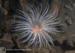 Sea loch anemone