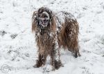 Snow dog - Roonagh
