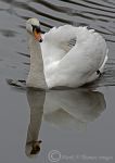 Mute swan