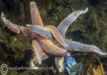 Starfish cluster