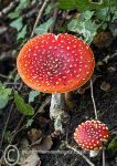 Fly Agaric