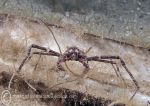 Spider crab - macropodia