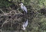 Grey heron - reflection