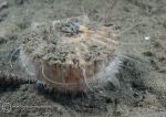 Scallop