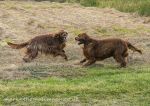 Roonagh & Finbar - play fight