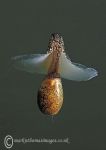 Akera bullata, a bubble-shell seaslug