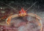 Long-clawed squat lobster