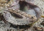 Goby on Shell