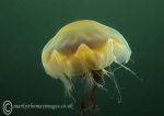 Lion's Mane Jellyfish