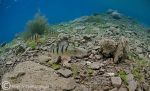 Perch in Shallows