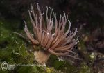 Snakelocks anemone