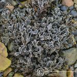 Frozen wrack - loch Long