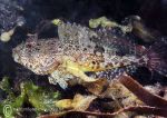 Long-spined sea scorpion