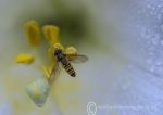 Hoverfly & lily