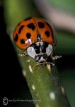 Harlequin Ladybird