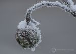 Frozen apple 1