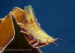 Amphipod - yellow