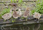 Canada Goslings