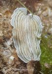 Candy-striped flatworm