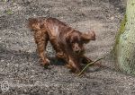 Roonagh & the Stick Game 2