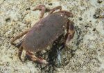 Edible crab