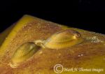 blue rayed limpet