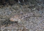 Black goby