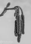 Frozen catkins