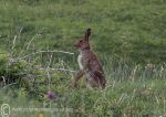 Irish hare