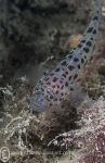 Leopard-spotted goby