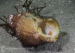 Hermit crab 1