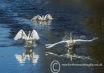 Swan Action 2